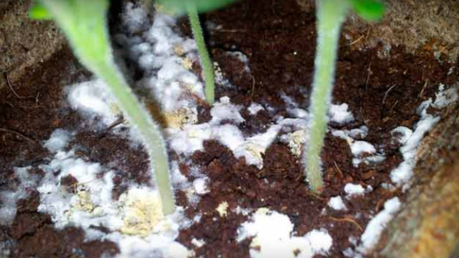 Плесень может перекинуться и на растения