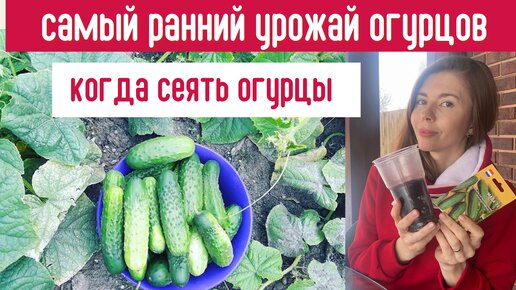 Когда СЕЯТЬ ОГУРЦЫ для максимально раннего урожая