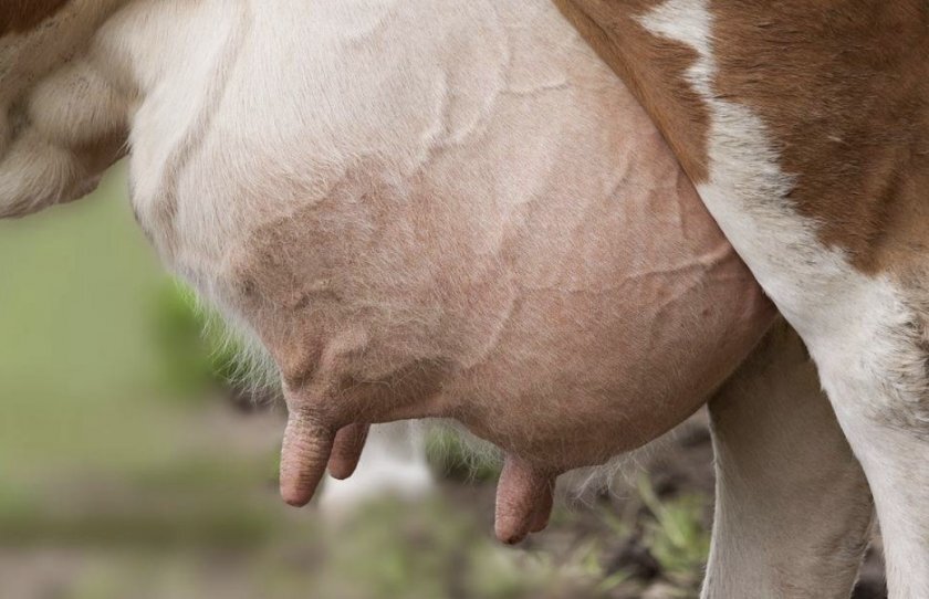 Анатомия крупного рогатого скота ‒ Иллюстрированный атлас