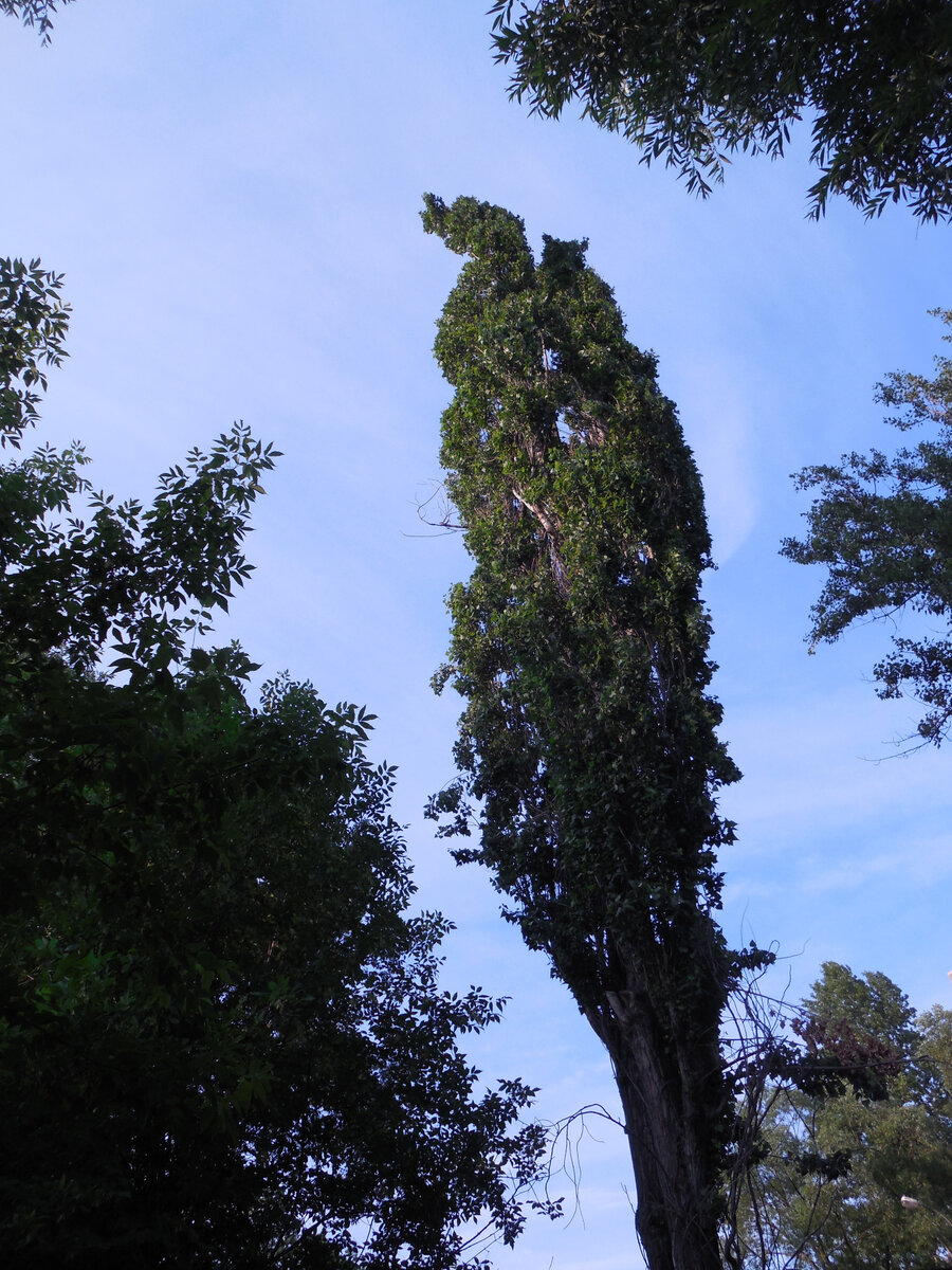 А такими кронированные тополя становятся через год-два