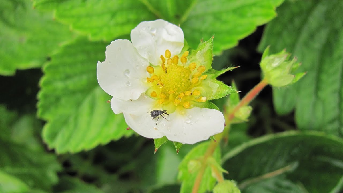 Букашка мелкая, но вред огромный!
