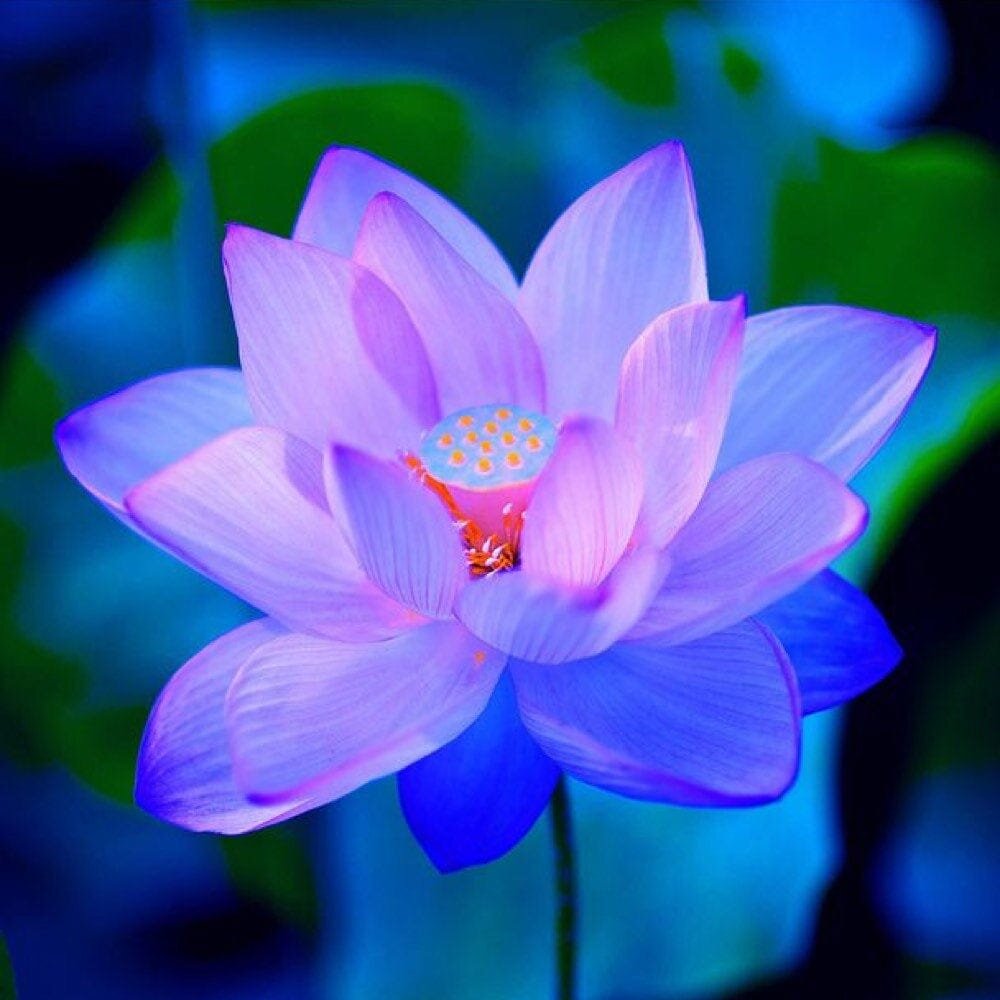 Фото из открытого источника 