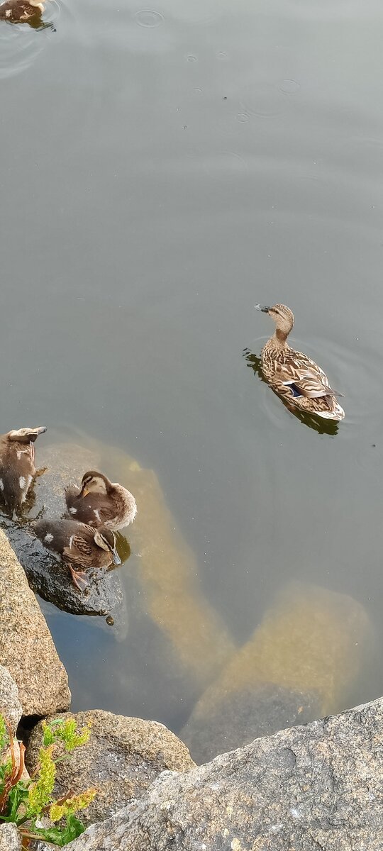 утки с утятками тоже милы