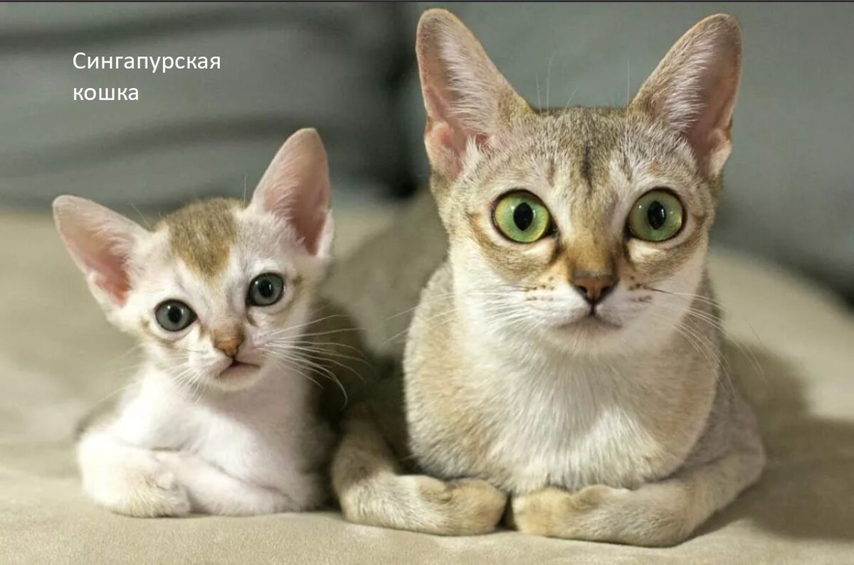 Другие названия: сингапура. Сингапурская кошка – миниатюрная порода домашних кошек c большими глазами, придающими им милый вид. Отличается грациозностью и преданностью хозяевам. Фото:www.istockphoto.com
