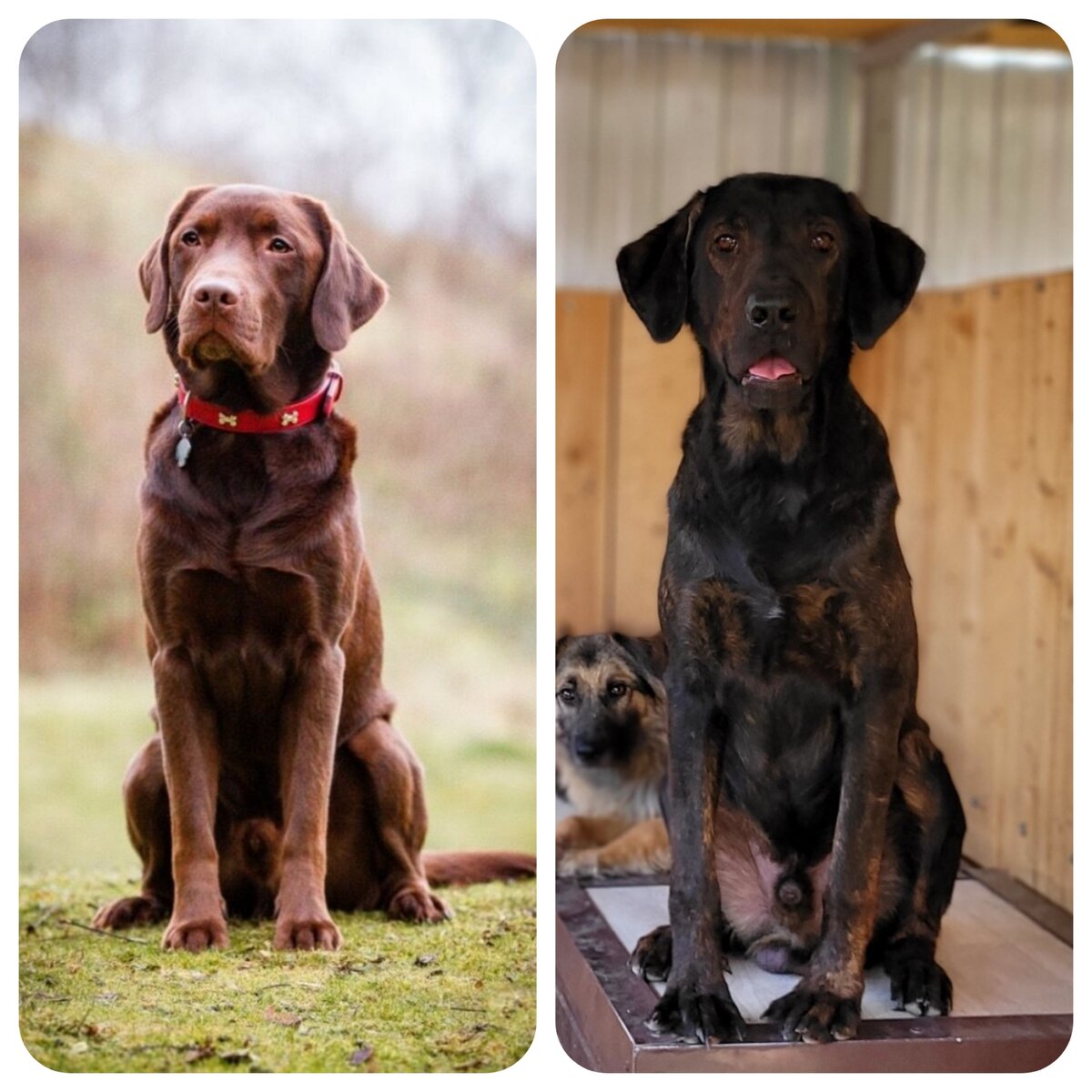 Лабрадор (картинка из интернета) и Блэк.