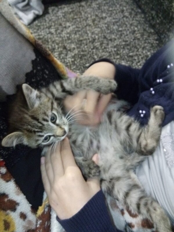 Добрые руки для котенка!
