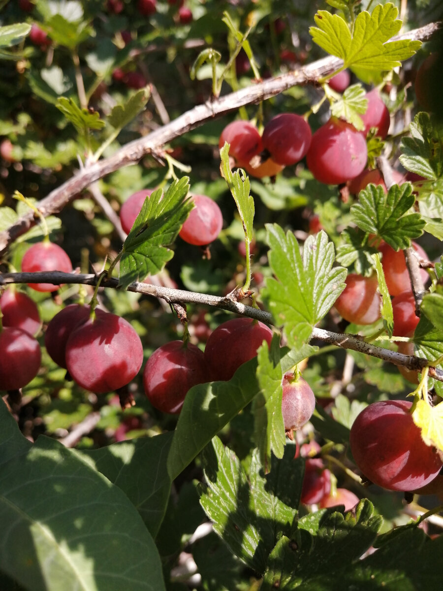 В этом году богатый урожай крыжовника. 