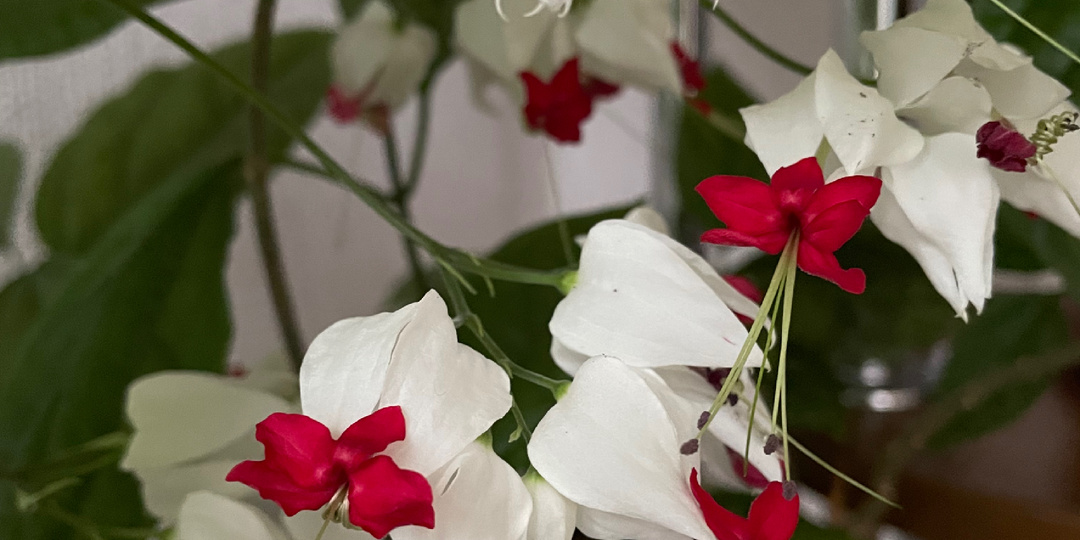 Клеродендрум