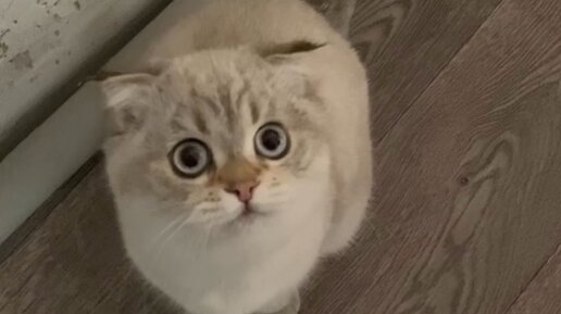 Кошка лелика. Лёлик и Миса котики. Кошка Миса и Лелик. Миса и Лелик какая порода.