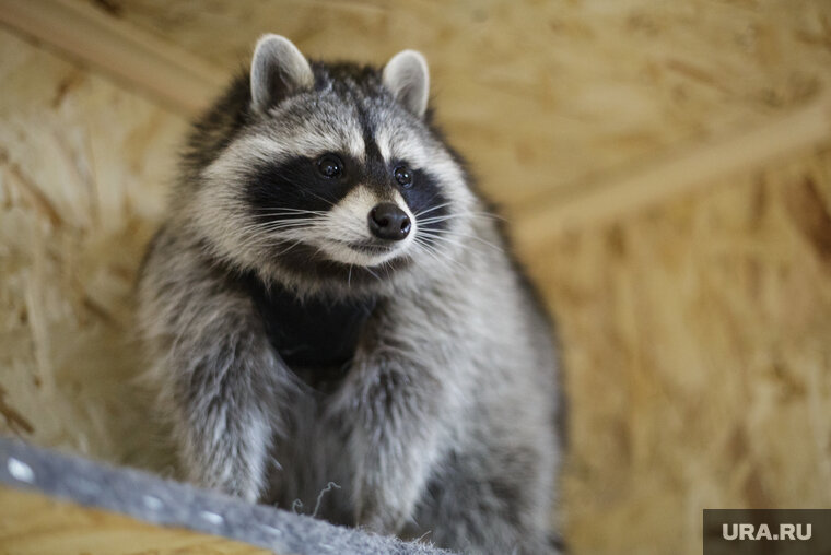   Упитанным енотами пока трудно передвигаться по вольеру