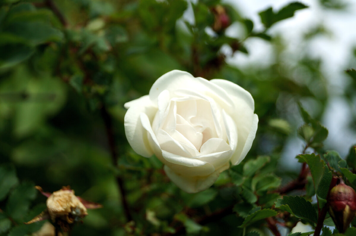 Вроде роза, хотя и не должна была быть ей