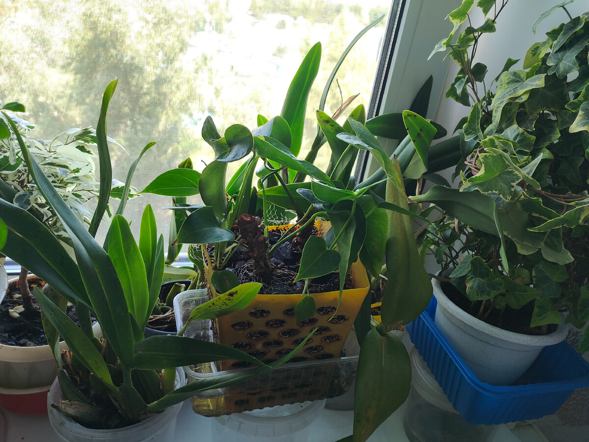 Хедеры, антуриум, фикус