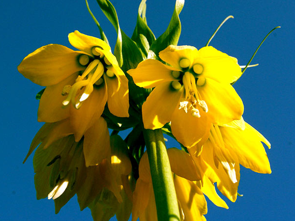 Рябчик имераторский  Лутеа. Скрин фото с упаковки с луковицами