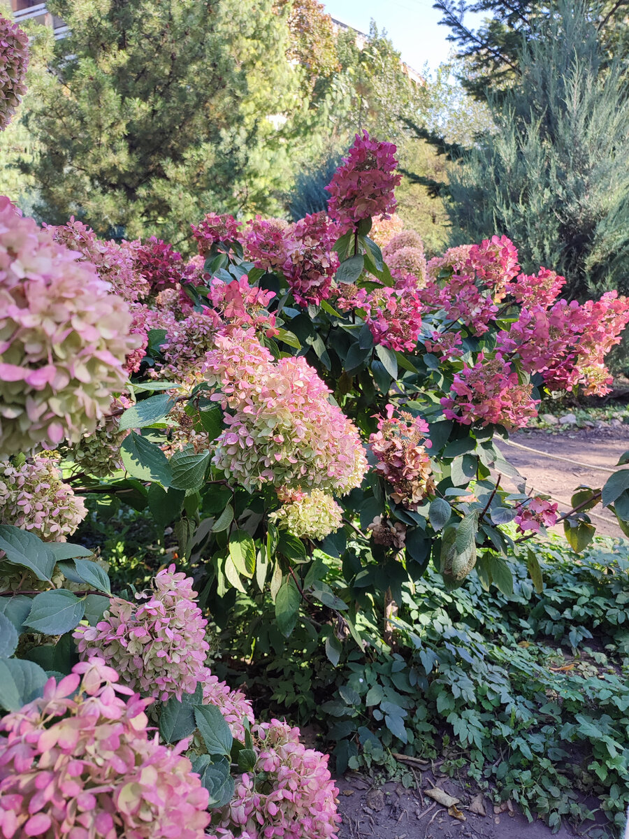 Шикарная гортензия. Все фото автора.