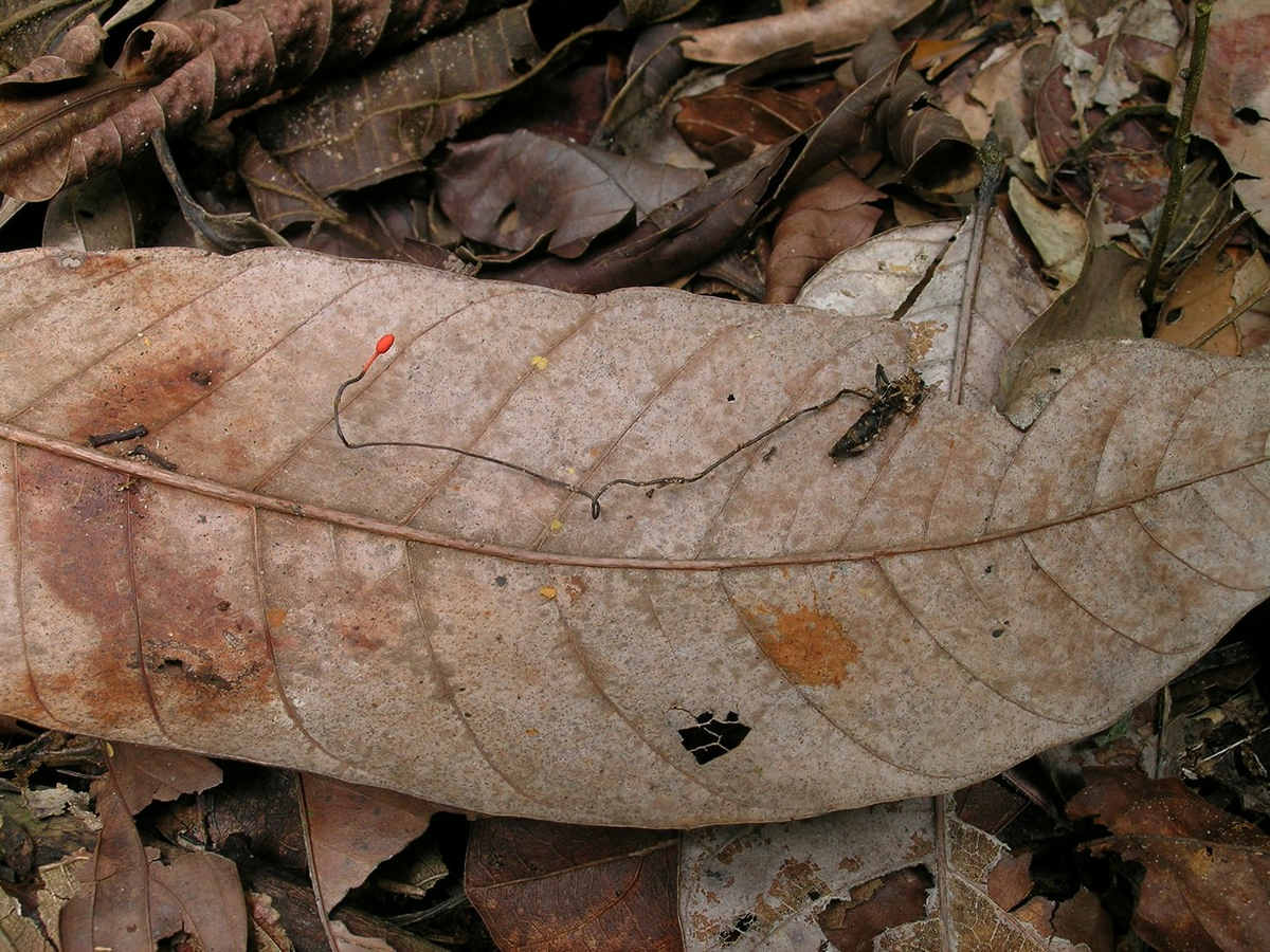 паразит Toxoplasma gondii