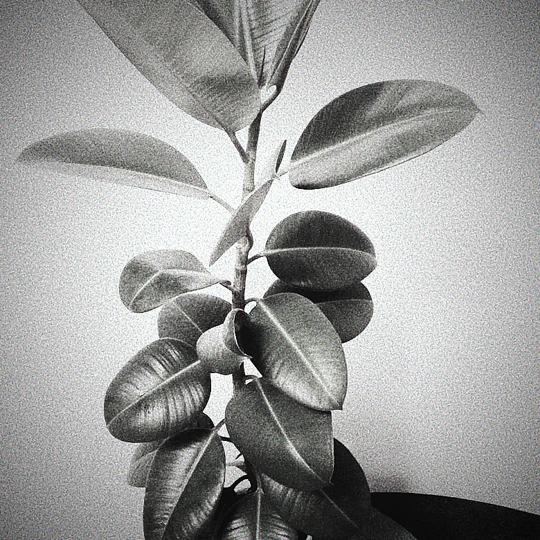 из личного архива - фикус - модная растительность в каждом доме