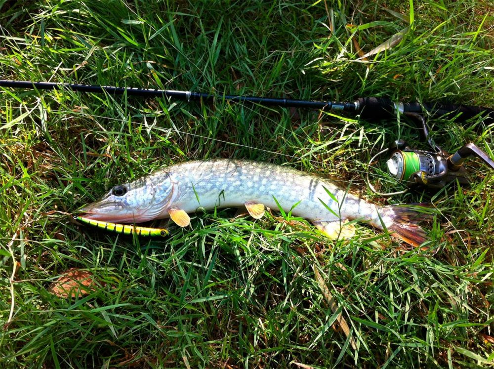 щука клюнула на воблер примерно за пол часа ..