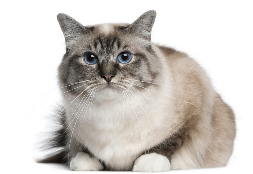 Голубоглазый красавец. Фото из открытого источника.