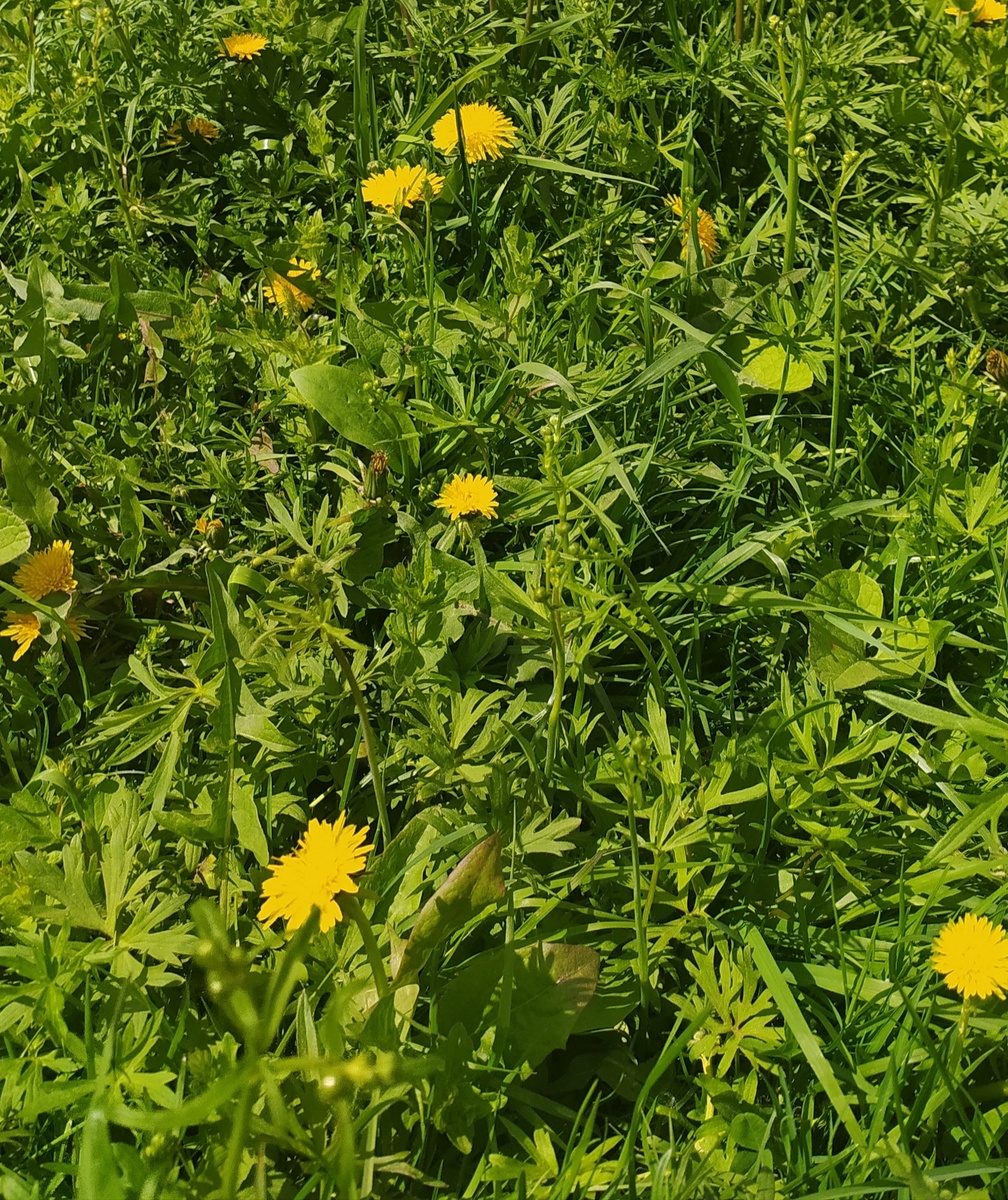 Одуванчики:)