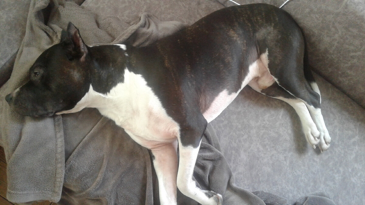 Это отдыхает мой Султан..