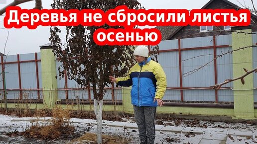 Tải video: Деревья не сбросили листья осенью. Что делать, как помочь перезимовать