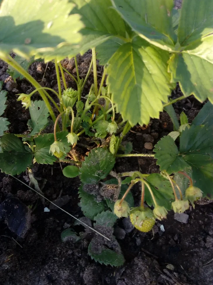 Ягоды уже поспевают. Личное фото