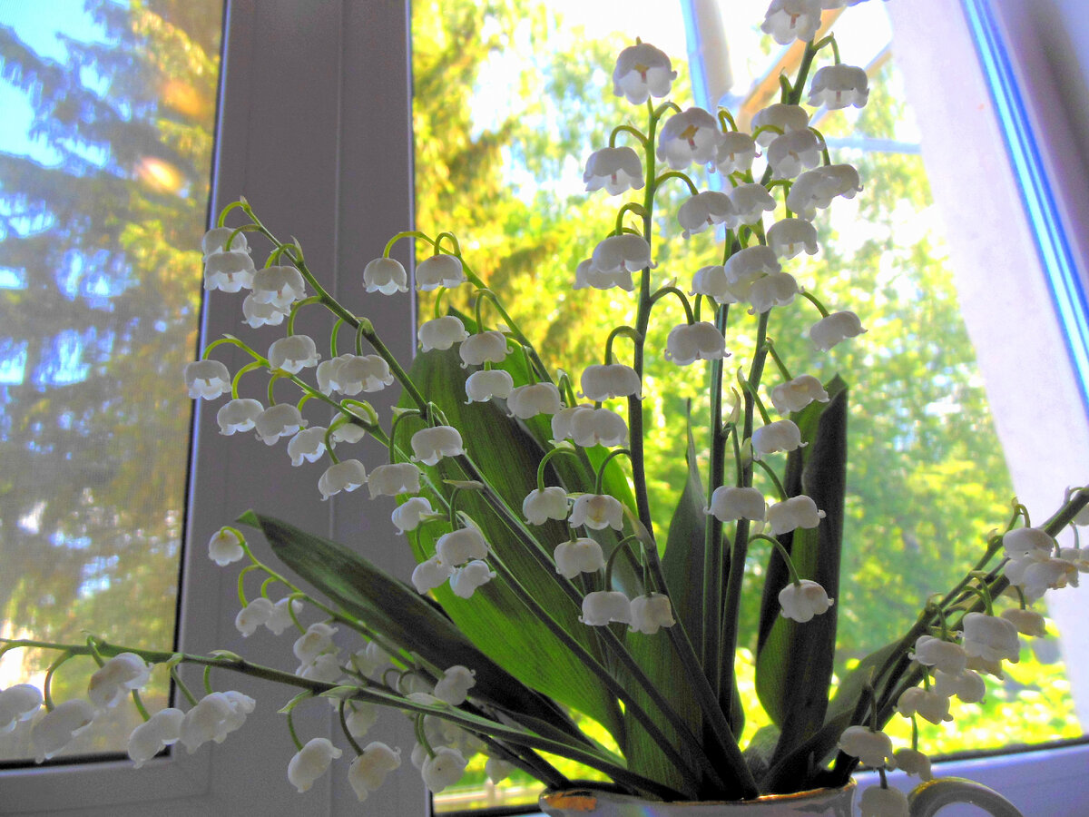 Самый лучший экран (фото автора)