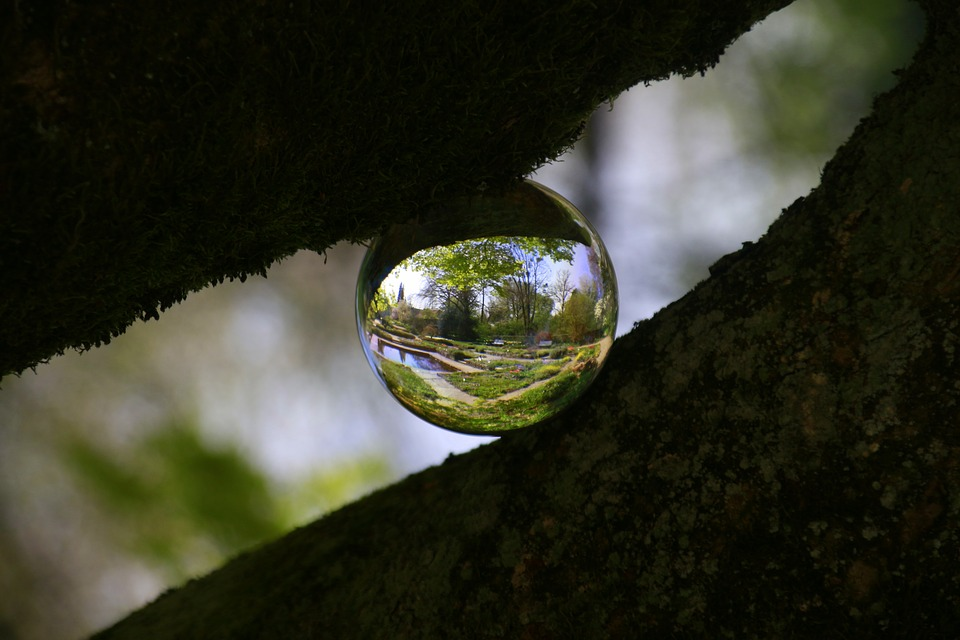 Природа восприятия. Tree in Glass Sphere.