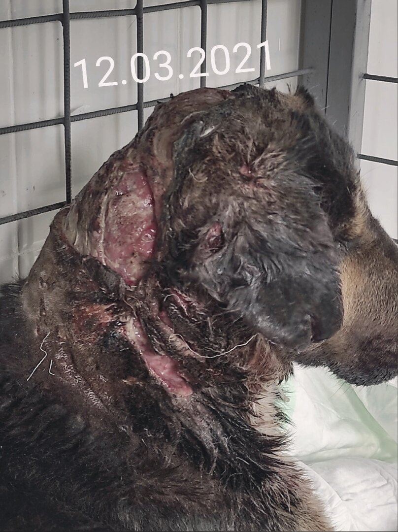 У пса снят скальп, вместе с левым ухом и огромная дыра в щеке