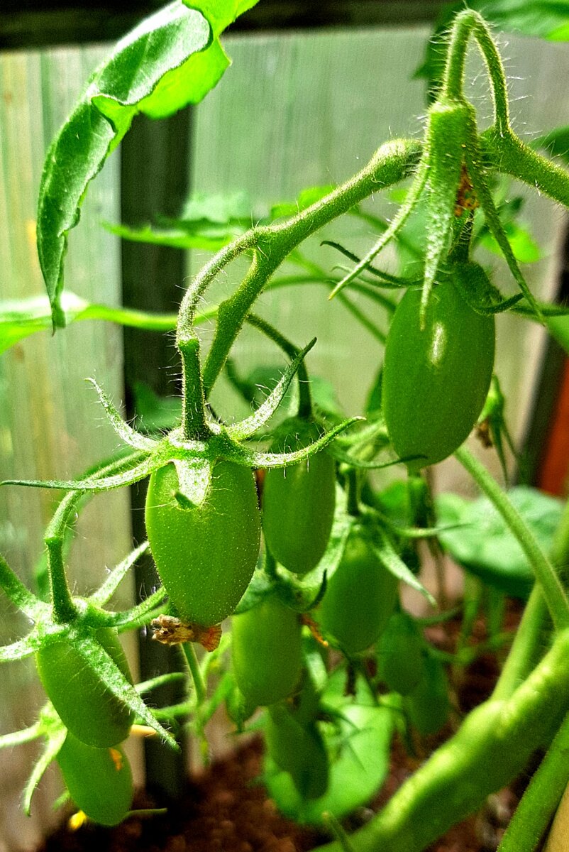 "Джек пот" . Фото автора. 