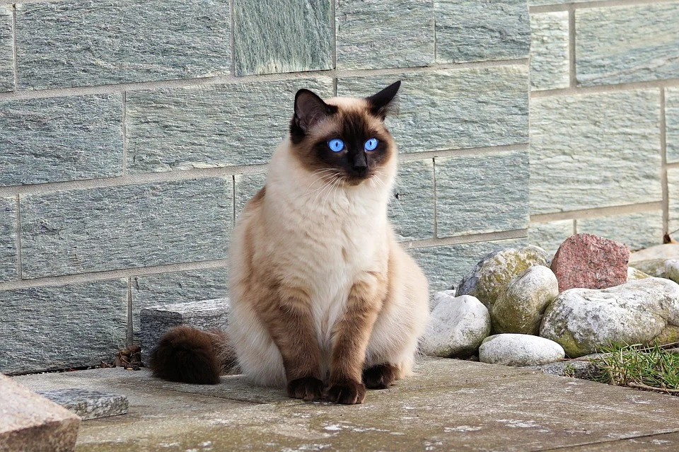 Сиамский кот 