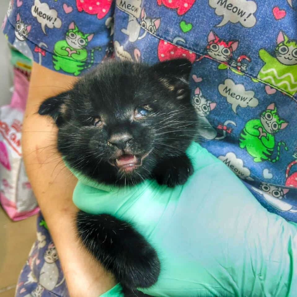 Котёнок ждёт помощи 