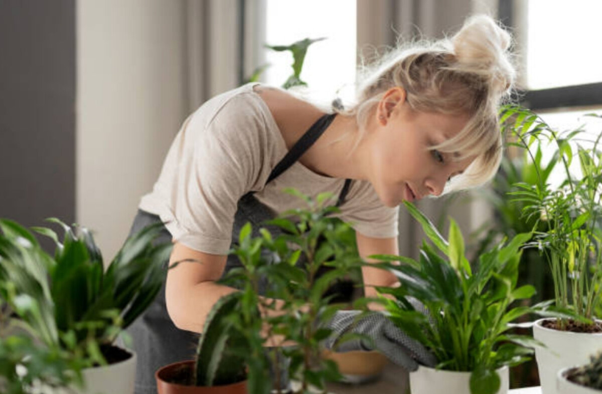 Комнатные растения