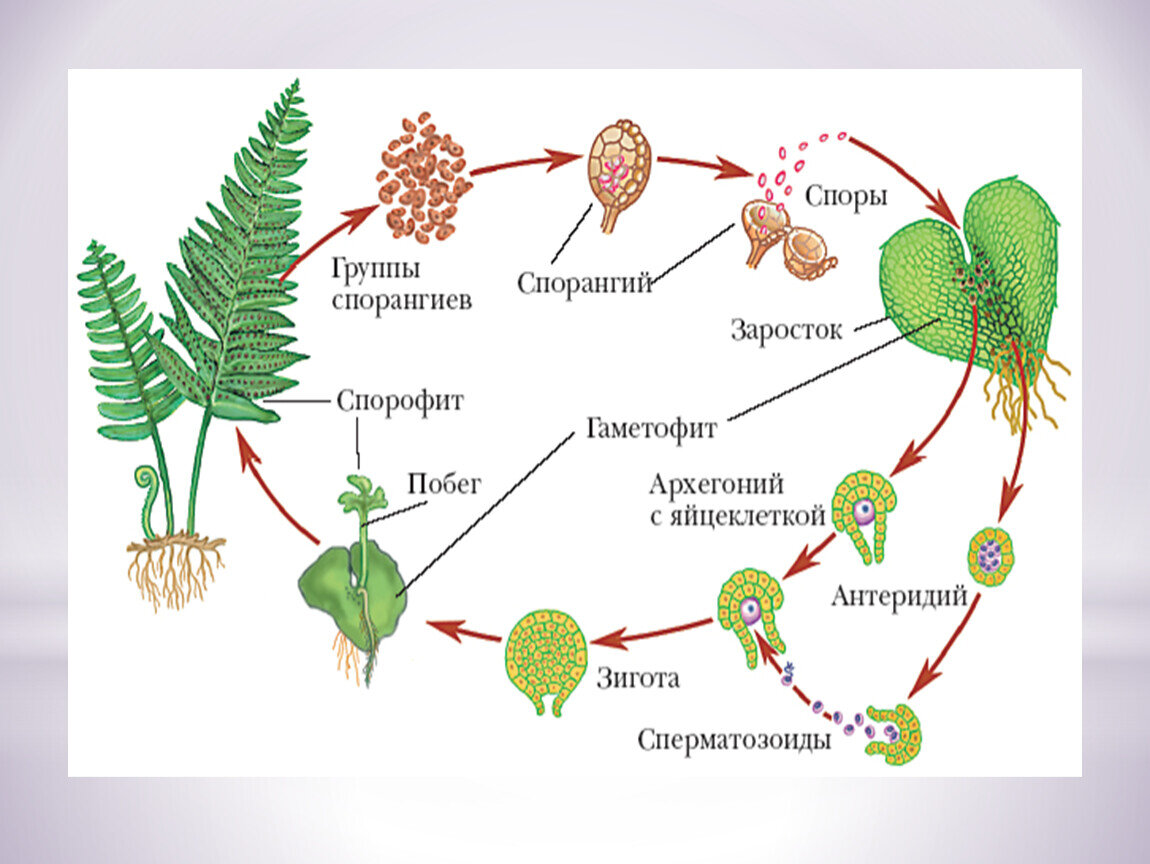 Какой спорофит у водорослей. Цикл развития плауна схема с набором хромосом. Цикл папоротника спорофит. Жизненный цикл плаунов схема. Жизненный цикл плаунов и папоротников.