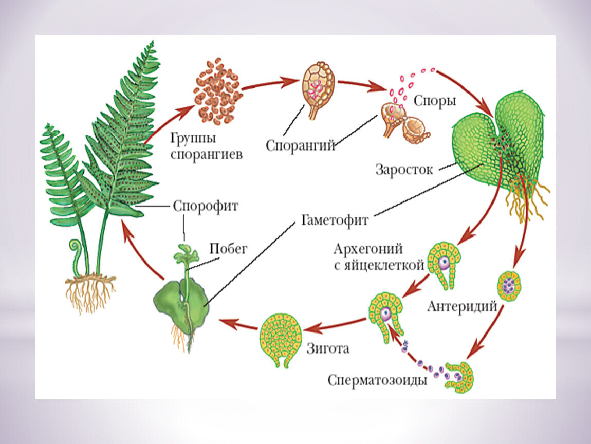 Жизненный цикл размножения папоротника. Цикл развития плауна схема с набором хромосом. Цикл папоротника спорофит. Жизненный цикл плаунов схема. Жизненный цикл плаунов и папоротников.