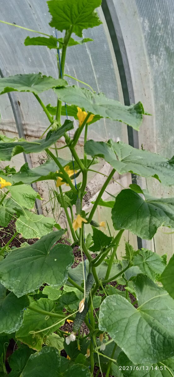 Здесь еще только цветочки и завязи 