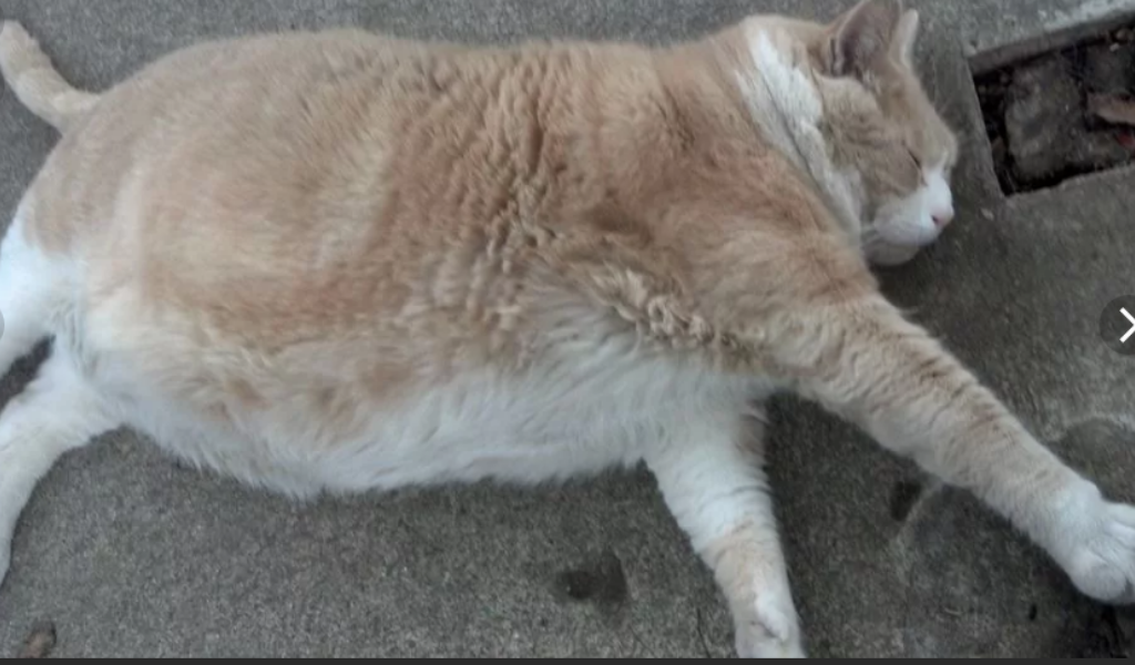 Вот такой вот котяра!