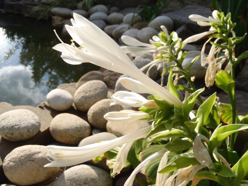 Хоста. Иллюстрация для статьи используется по стандартной лицензии ©dachnyedela.ru