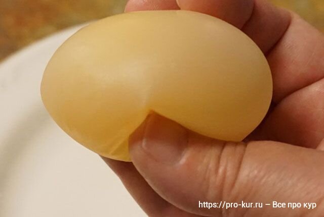 Тонкая скорлупа у яиц причина. Тонкая скорлупа яиц у домашних кур. Почему скорлупа у яиц зеленого цвета. Курица несет яйца с деформированной скорлупой почему. Почему скорлупа мягкая