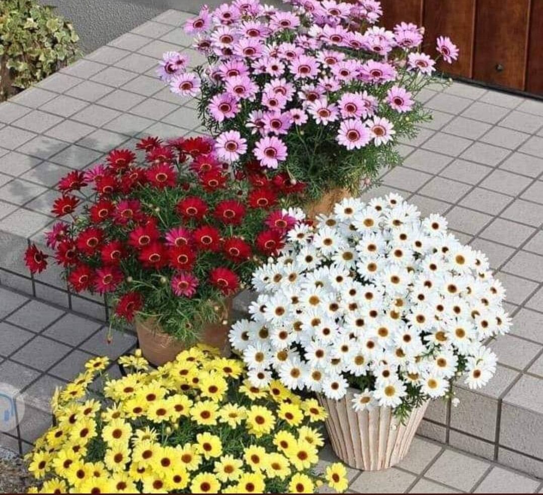 Разные сорта аргирантемума