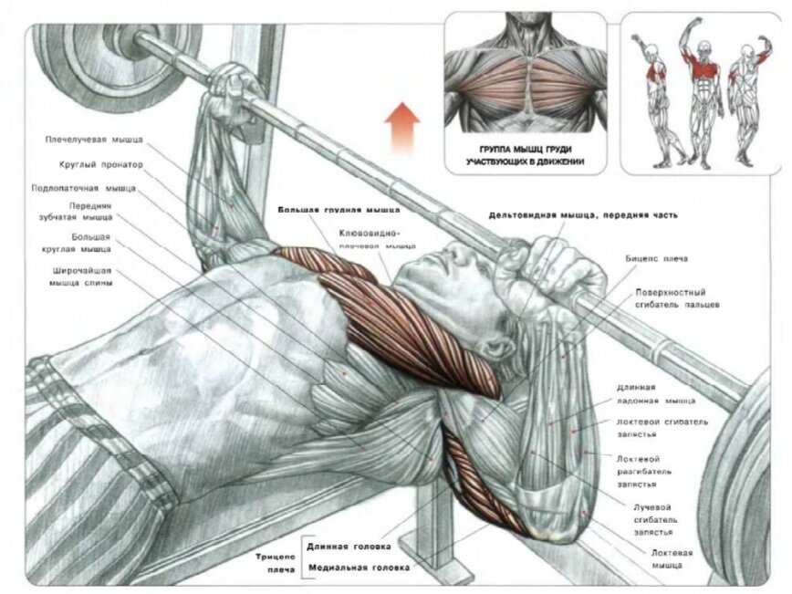 Жим штанги, лёжа на горизонтальной скамье. (средняя часть большой грудной мышцы).