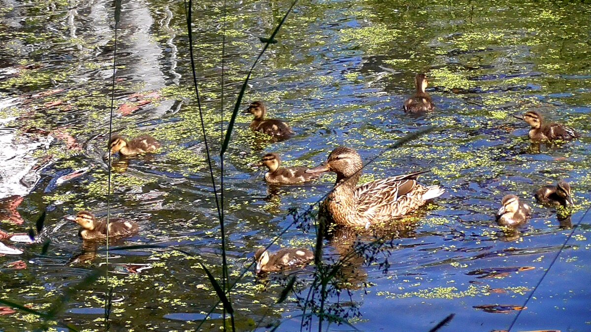 Утка и 9 утят