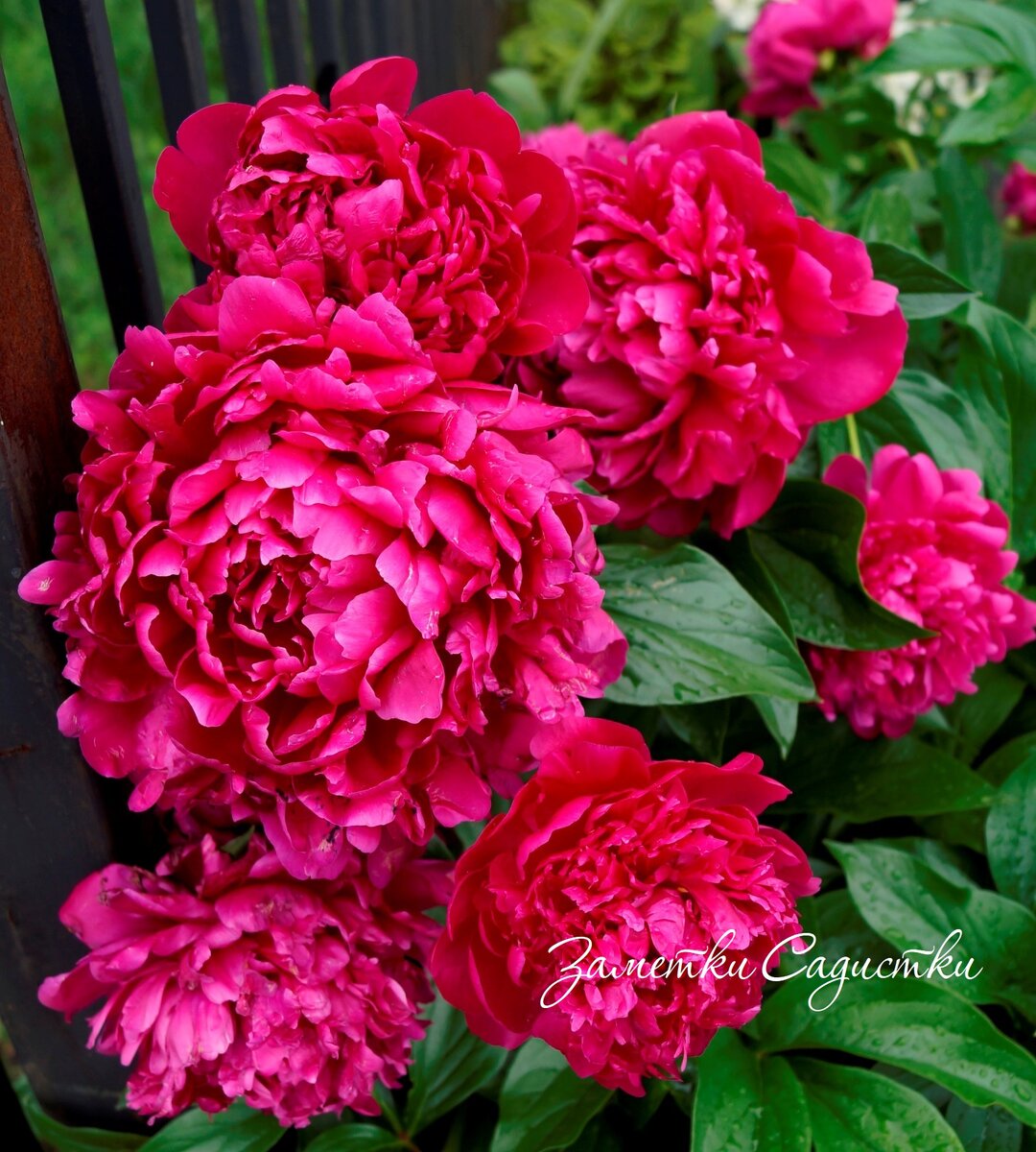 Выращивание пионов