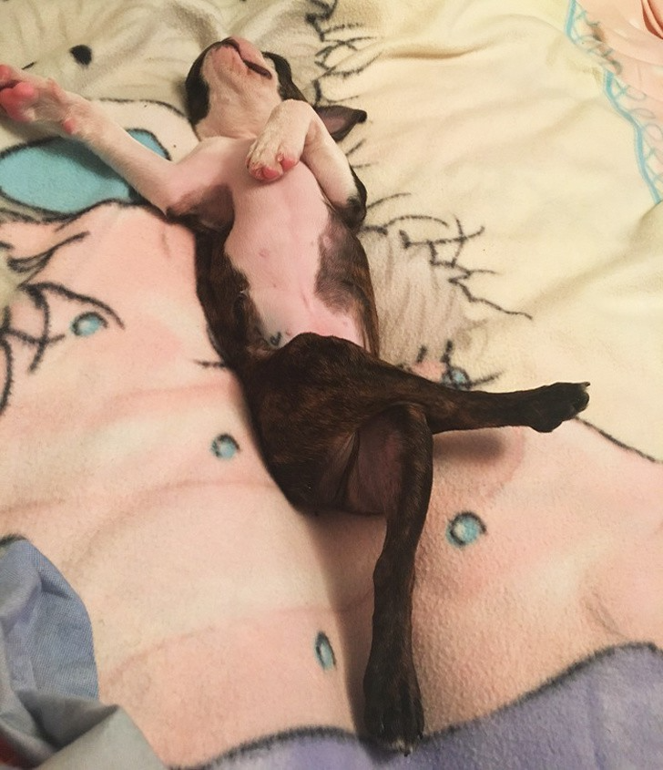 Пока нет животных. Пока нет животных