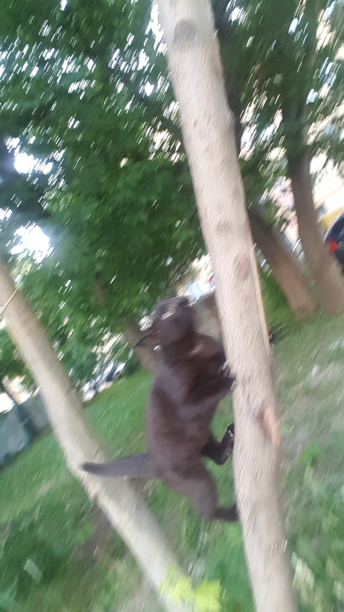 Стремительный Бегемот молниеносно взбирается на подходящее дерево