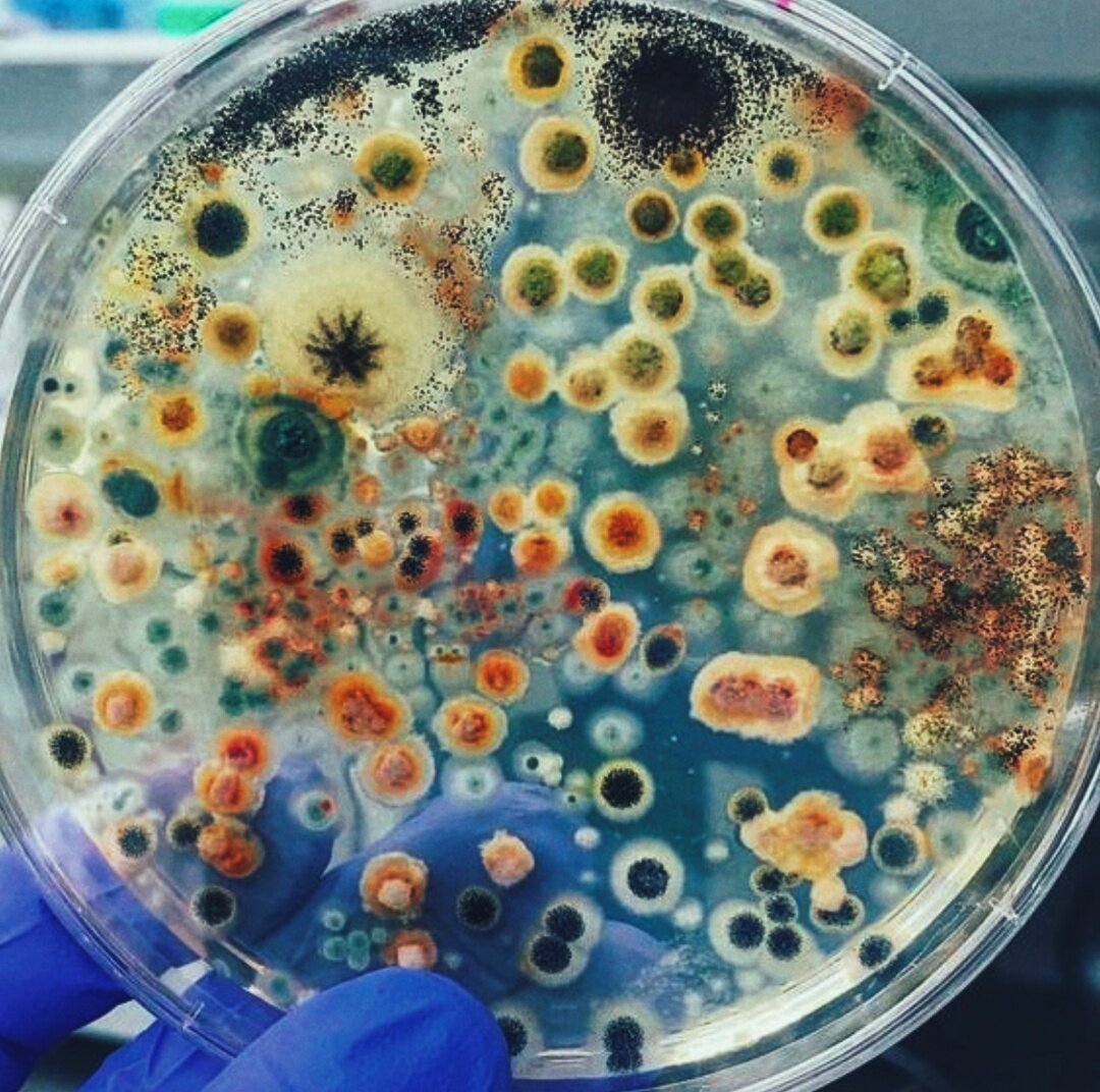 Споры плесени.