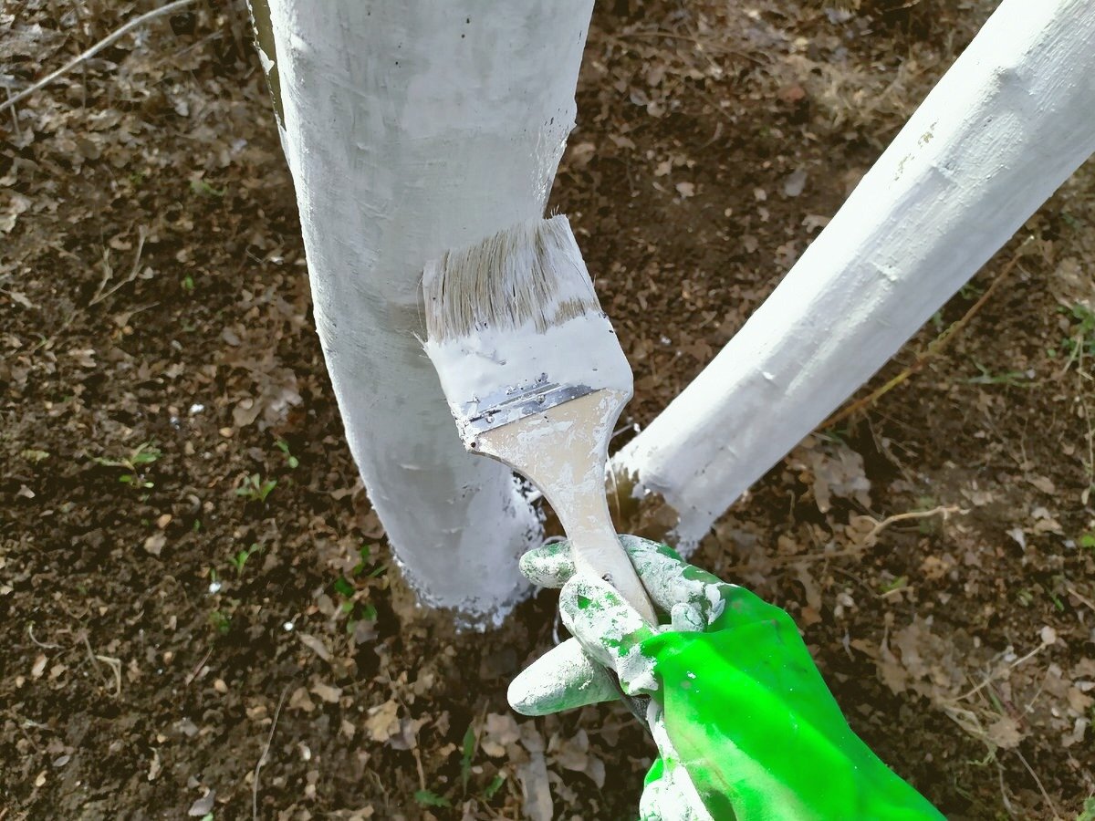 Как белить деревья весной