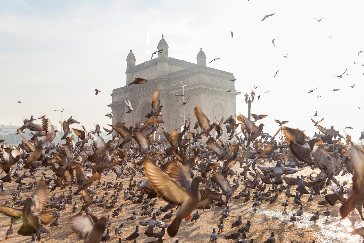 Pigeons, India Gate, Mumbai, India ©Reuters