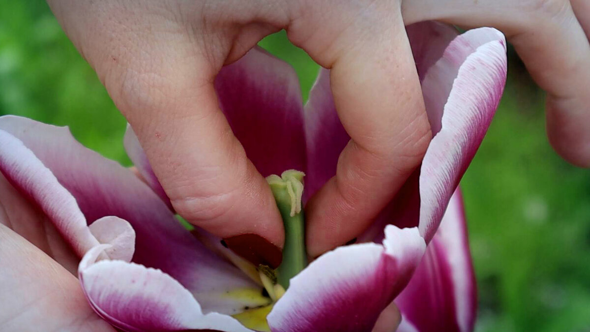 Когда тюльпаны отцветут, удалите цветонос