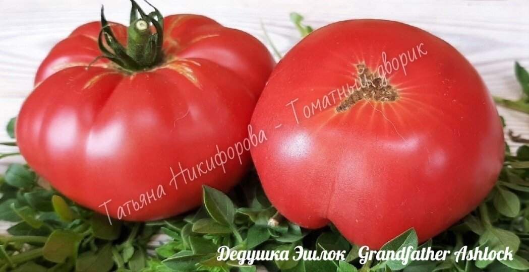 томаты 2018 - tomat-pomidor.com
